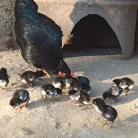 مرغ جوجه دار محلی