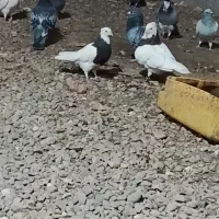 فروش کبوتر|پرنده|فهرج, |دیوار