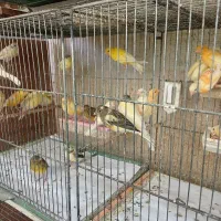 با سلام تعدادی جوجه قناری نژاد عالی