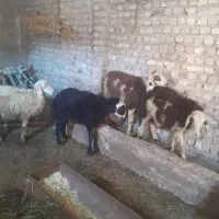 فروش بره نر