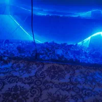 آکواریوم و حلزون|ماهی|صحنه, |دیوار