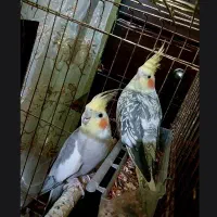 عروس هلندی نر و ماده
