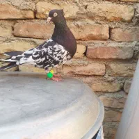 یک جفت کبوتر|پرنده|چناران, |دیوار