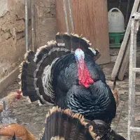 بوقلمون سنگین وزن