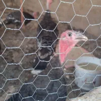 پنج تا بوقلمون ماده و یک مرغ و خروس برهما|حیوانات مزرعه|ساوه, |دیوار