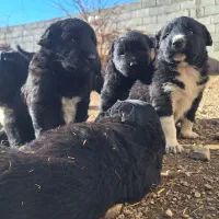 واگذاری توله سگ قدرجونی|سگ|لنجان, |دیوار