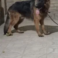 سگ واگذاری