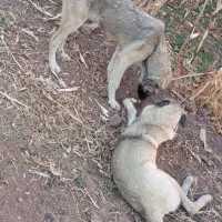 توله سگ ۷ماه|سگ|باروق, |دیوار