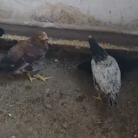 ۵عدد نیم چه خروس