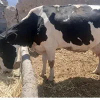 گاو