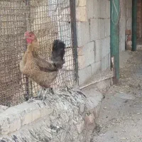 مرغ وخروس|حیوانات مزرعه|مرودشت, شهرک مهدیه|دیوار