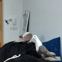 کله سفید کربلایی|پرنده|سبزوار, شرق کال جنوبی (شمس آبادی)|دیوار