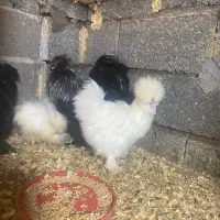 مرغ وخروس ابریشمی کوپال