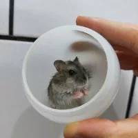 بچه همستر|موش و خرگوش|ساوه, |دیوار