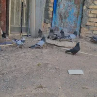 پرنده کفتر پر مغزدار|پرنده|بروجن, |دیوار