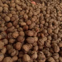 گردو و فندق درجه ۱ گیلان،یلاقی|خوردنی و آشامیدنی|قم, کلهری|دیوار
