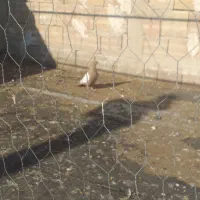 کبوتر|حیوانات|تبریز, |دیوار