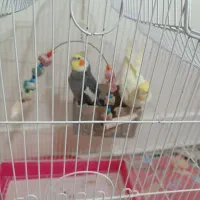 دوتا عروس نر ماده|پرنده|اسلامشهر, شهرک قائمیه|دیوار