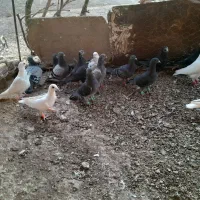 کبوتر|پرنده|تربتحیدریه, باغ سلطانی|دیوار