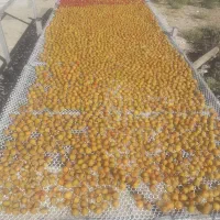 الو کبرای و حاج حسنی