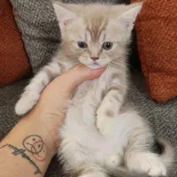 گربه اسکاتیش بریتیش