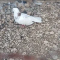 گمشده ایوان