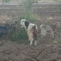 دامداری گوسفند وبز|حیوانات مزرعه|بیستون, |دیوار