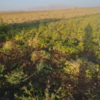 کاه لوبیا