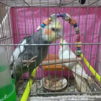 یک جفت عروس هلندی