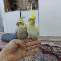 عروس هلندی|پرنده|بندر ماهشهر, |دیوار