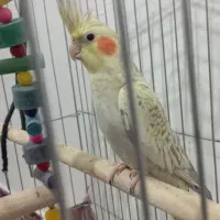 عروس هلندی