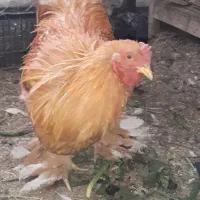 خروس برهما جوان|حیوانات مزرعه|قم, شهرک امام حسن|دیوار