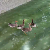 غاز محلی نر و ماده