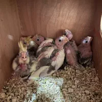 جوجه عروس هلندی، طوطی