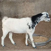 بز صلاله دورگ ابستن|حیوانات مزرعه|سعدآباد, |دیوار