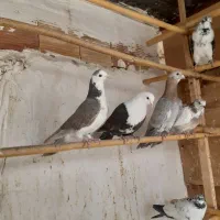 کبوترپلاکی سرور زرد طوقی پلاس امپراطور