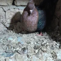 ارشینگل ماده|پرنده|آشخانه, |دیوار