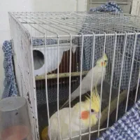 عروس هلندی