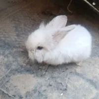 خرگوش