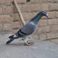 ماده المانی