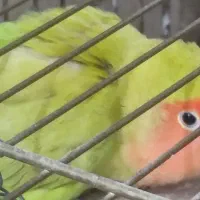 یه جفت طوطی برزیلی|پرنده|ری, شهرری|دیوار