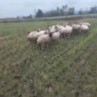 سلام گوسفند شگم دار سنگین|حیوانات مزرعه|رضوانشهر, |دیوار