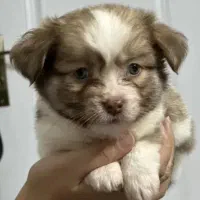 پامر خرسی نر