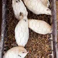 فروش بلدرچین تخم گذار