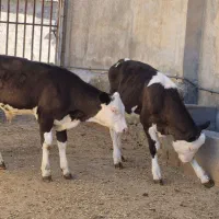 تعدادی گوساله نرنژاد سمینتال وهلشتاین درجه یک