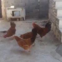 سه عدد خروس کوردی سالم|حیوانات مزرعه|حمیل, |دیوار