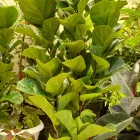 گل آپارتمانی اریکا پر پشت بادوام لطفا ورق بزنید|گل و گیاه طبیعی|تبریز, |دیوار