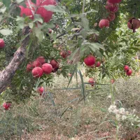 باغ انار روستای دالستان