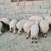 چاق پرواری سرحدی|حیوانات مزرعه|جیرفت, |دیوار