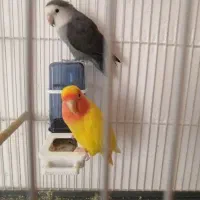 کوتوله برزیلی صورت هلویی|پرنده|تربتحیدریه, شهرک ولیعصر|دیوار